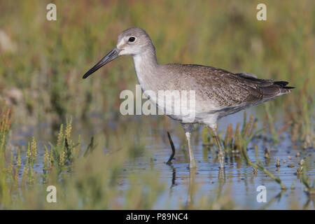 I capretti Ventura Co., CA Settembre 2011 Foto Stock