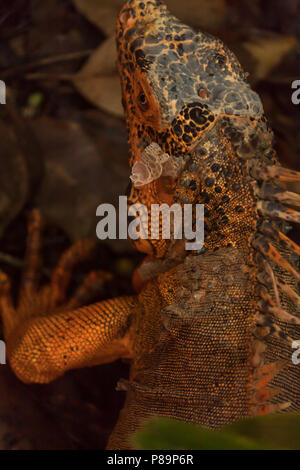 Orange iguana è una rara mutazione. Le iguane verdi hanno macchie di colore arancione ma questa rara mutazione genetica è equivalente a un albino, n. verde tutto arancione. Foto Stock