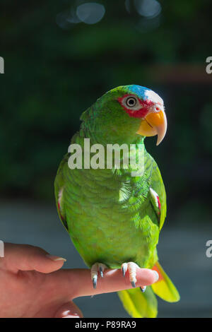 I colorati uccelli selvatici sono liberati da illegale di proprietari di animali domestici. Essi sono tra i più intelligenti e anuimals può ripetere tra 40 e 80 parole. Foto Stock