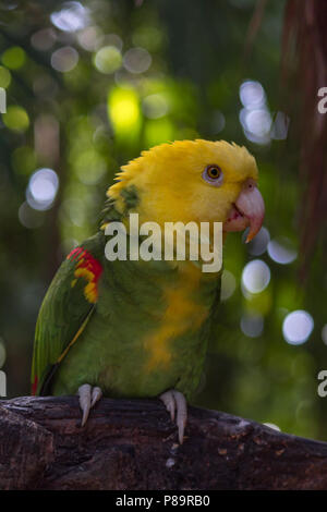 I colorati uccelli selvatici sono liberati da illegale di proprietari di animali domestici. Essi sono tra i più intelligenti e anuimals può ripetere tra 40 e 80 parole. Foto Stock