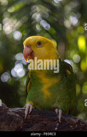 I colorati uccelli selvatici sono liberati da illegale di proprietari di animali domestici. Essi sono tra i più intelligenti e anuimals può ripetere tra 40 e 80 parole. Foto Stock