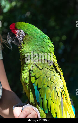 I colorati uccelli selvatici sono liberati da illegale di proprietari di animali domestici. Essi sono tra i più intelligenti e anuimals può ripetere tra 40 e 80 parole. Foto Stock