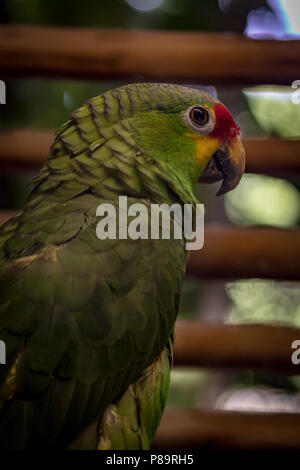 I colorati uccelli selvatici sono liberati da illegale di proprietari di animali domestici. Essi sono tra i più intelligenti e anuimals può ripetere tra 40 e 80 parole. Foto Stock