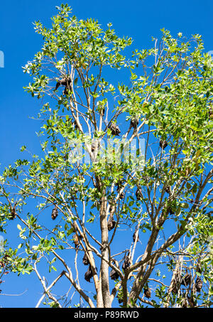 Little Red volpi volanti o noto anche come le volpi volanti sono ' appollaiati in alberi a Nitmiluk Gorge, Territorio del Nord, l'Australia Foto Stock