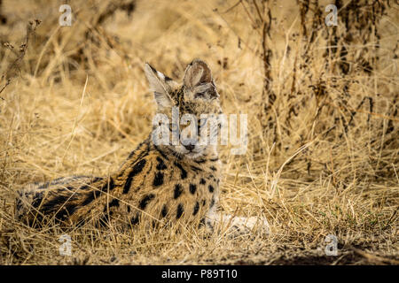 Serval africano Foto Stock