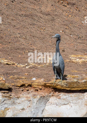 Grandi fatturati heron a East Point Reserve, Darwin, Territorio del Nord, l'Australia Foto Stock