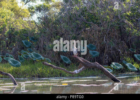 Immaturo Australasian Darter asciugando le sue ali, Corroboree Billabong, Mary River zone umide, Territorio del Nord Foto Stock