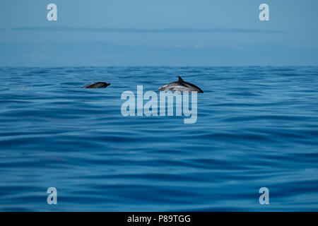 I delfini a strisce di salto e immersioni subacquee Foto Stock