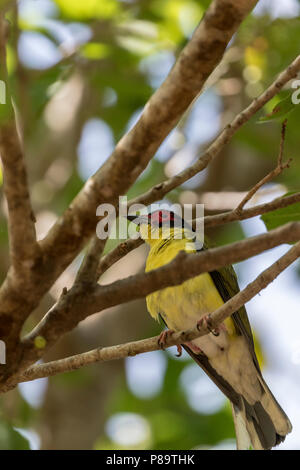 Maschio Figbird Australiano, East Point Reserve, Darwin, in Australia Foto Stock