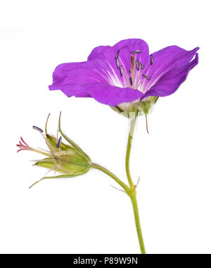 Legno (cranesbill Geranium sylvaticum) isolato su bianco Foto Stock