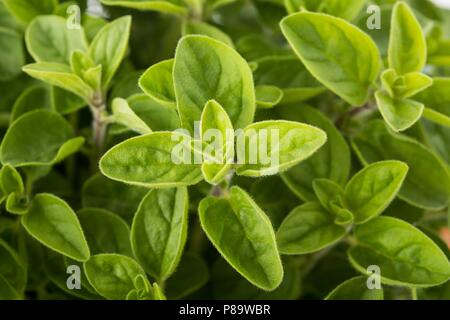 Origano fresco (Origanum vulgare) piante sullo sfondo Foto Stock