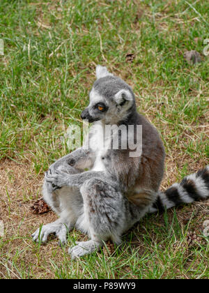 Yorkshire Wildlife Park nel Regno Unito su una giornata d'estate. Famiglia attrazione, lo zoo e il parco faunistico. Con gli animali che sono in cattività ma sembrava dopo. Foto Stock