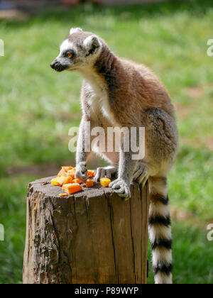 Yorkshire Wildlife Park nel Regno Unito su una giornata d'estate. Famiglia attrazione, lo zoo e il parco faunistico. Con gli animali che sono in cattività ma sembrava dopo. Foto Stock