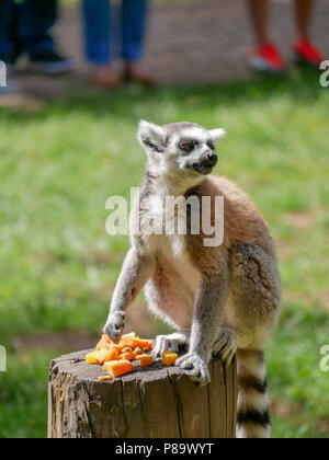 Yorkshire Wildlife Park nel Regno Unito su una giornata d'estate. Famiglia attrazione, lo zoo e il parco faunistico. Con gli animali che sono in cattività ma sembrava dopo. Foto Stock