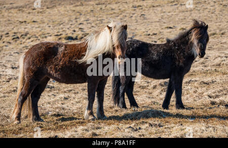 Cavalli islandesi (Equus przewalskii f. caballus), penisola di Vatnsnes, Norðurland vestra, Nord Islanda Islanda Foto Stock