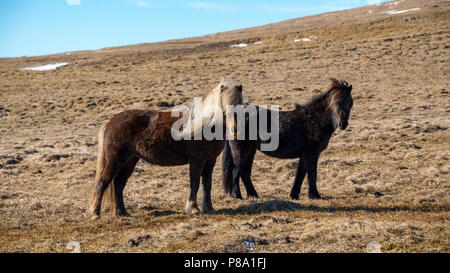 Cavalli islandesi (Equus przewalskii f. caballus), penisola di Vatnsnes, Norðurland vestra, Nord Islanda Islanda Foto Stock