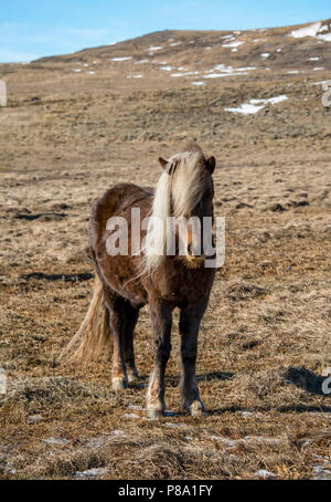 Cavallo islandese (Equus przewalskii f. caballus), penisola di Vatnsnes, Norðurland vestra, Nord Islanda Islanda Foto Stock