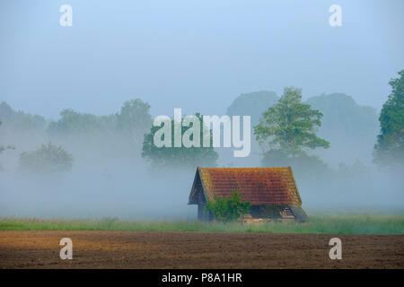 Fienile nella nebbia mattutina, vicino Zaisertshofen, Unterallgäu, Augsburg natura park Park ? Western foreste, Svevia, Baviera, Germania Foto Stock