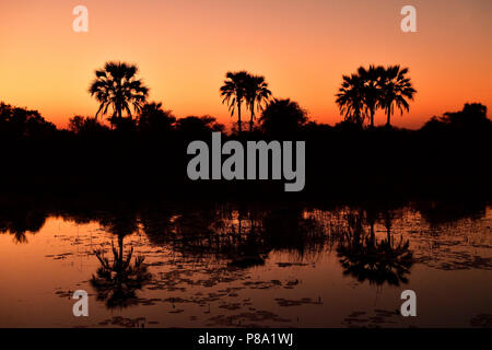 Rosso tramonto, palme riflessa nell'acqua, Okavango Delta, Botswana Foto Stock