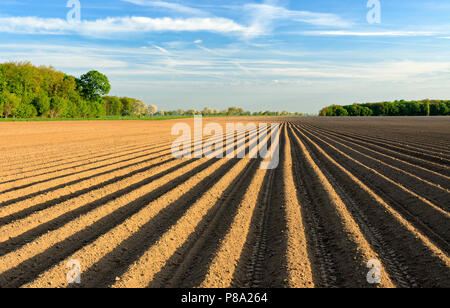 Campo solchi su un campo di patate in primavera, Burgenlandkreis, Sassonia-Anhalt, Germania Foto Stock