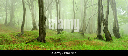 Foresta Misteriosa nella nebbia, stranamente deformato faggi, Monti Metalliferi, Repubblica Ceca Foto Stock