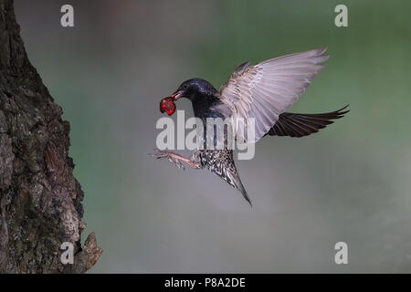 Unione starling (Sturnus vulgaris), Old bird con cherry nel suo becco in avvicinamento alla grotta di nidificazione in una struttura ad albero Foto Stock