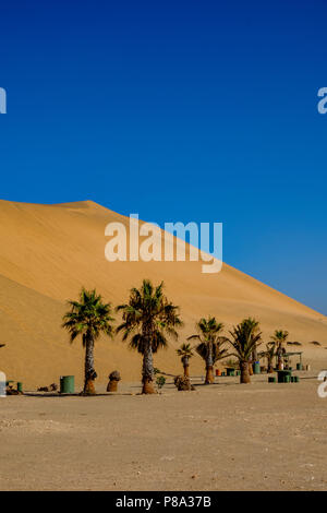 Golden sands di Dune 7, il più alto con palme in Namibia vicino a Walvis Bay contro il cielo blu chiaro Foto Stock