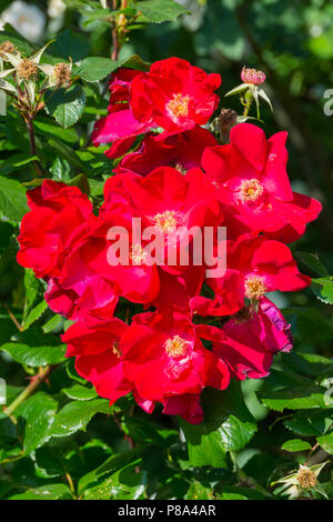 Bella la boccola di Red Rose di spike su un prato verde sfondo . Per il vostro design Foto Stock