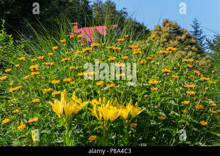 Magnifica gigli gialli contro lo sfondo di piccoli fiori arancioni e blu cielo . Per il vostro design Foto Stock