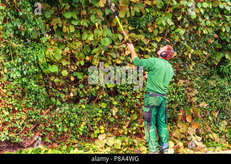 Il taglio di una siepe con un tagliasiepi motore. Foto Stock