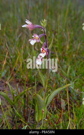 Elleborina palustre, noto anche come Marsh Orchid che cresce in un campo umido Foto Stock