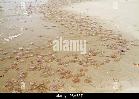 Migliaia di meduse comune, noto anche come luna medusa, intrecciato sulla spiaggia Foto Stock