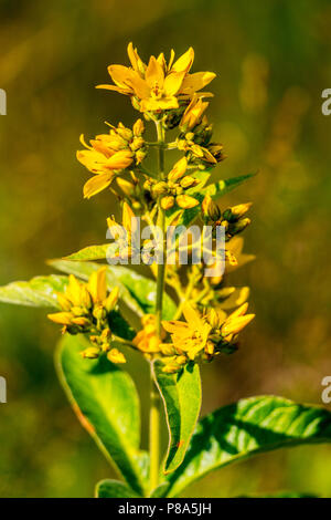 Una succosa, pianta verde con piccole luminosamente fiori giallo e uno sfondo sfocato. Il gioco di ombre crea una somiglianza con oro . Per il vostro design Foto Stock