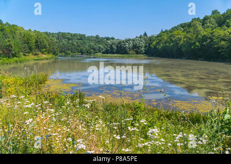 Un lago nella foresta circondata da alti alberi verdi e prati fioriti. Vergine di un posto pulito dove la gente raramente accade . Per il vostro design Foto Stock