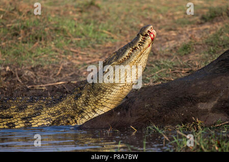 Coccodrillo del Nilo (Crocodylus niloticus) alimentazione su Cape buffalo carcassa, fiume Chobe, Botswana Foto Stock