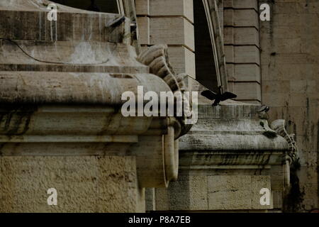 Un cormorano asciugando il suo piumaggio in Roma Foto Stock