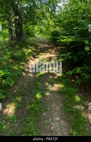 Un sentiero di bosco, disseminato di piccoli sassi, contro lo sfondo di verdi alberi e cespugli . Per il vostro design Foto Stock