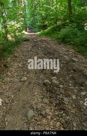 Una strada sterrata nel bosco intervallati con pietre tra i cespugli e gli alberi . Per il vostro design Foto Stock