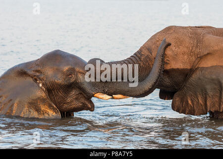 African elephants (Loxodonta africana) playing in river, Chobe river, Botswana Foto Stock