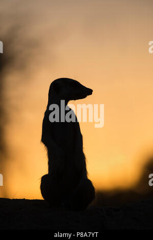 Meerkat (Suricata suricatta), Kgalagadi Parco transfrontaliero, Sud Africa, Foto Stock