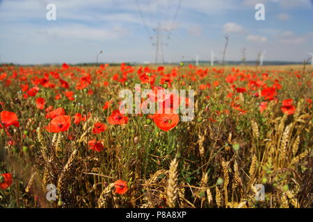 I papaveri sul yorkshire wolds Foto Stock