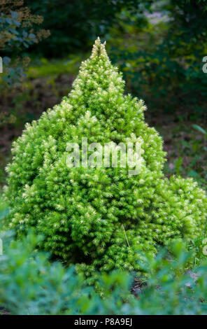 Un piccolo lussureggianti boschi di conifere bellissimo albero contro lo sfondo di parco verde. Crea un'atmosfera di intimità e di unità con la natura. . Per il vostro desi Foto Stock