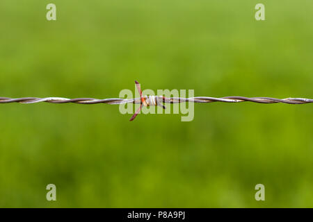 Vecchio, arrugginita filo spinato, isolata. Foto Stock