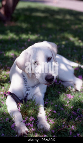 Baby labradore - giovane cane di razza Foto Stock