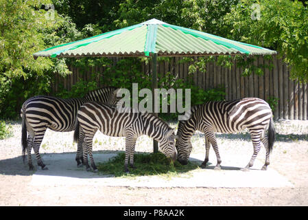 Striped zebre masticare deliziosa erba in ombra sotto una tettoia . Per il vostro design Foto Stock