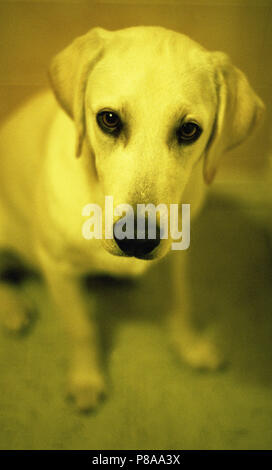 Baby labradore - giovane cane di razza Foto Stock