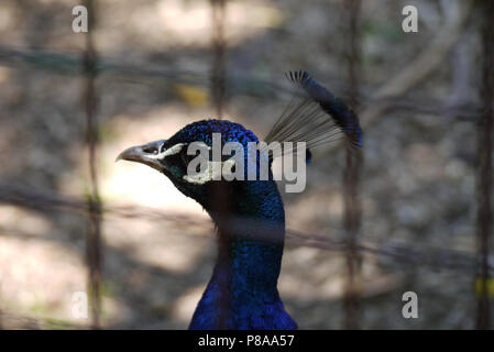 Bella con blu scuro piume testa di un fagiano con setole sporgenti sulla corona. Dolcemente guardando fuori del recinto. . Per il vostro design Foto Stock