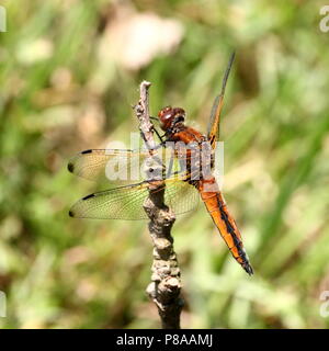 Unione scarse chaser dragonfly (Libellula Fulva) in primo piano Foto Stock