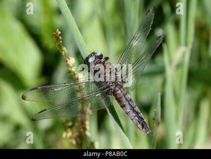 Unione scarse chaser dragonfly (Libellula Fulva) in primo piano Foto Stock