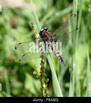 Unione scarse chaser dragonfly (Libellula Fulva) in primo piano Foto Stock